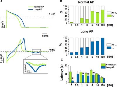 Action Potential Prolongation, β-Adrenergic Stimulation, and Angiotensin II as Co-factors in Sarcoplasmic Reticulum Instability